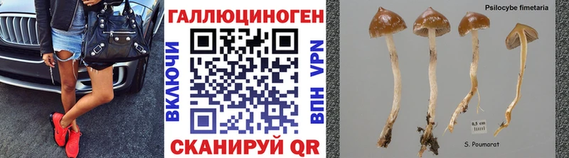 Галлюциногенные грибы Psilocybe  где найти наркотики  Павловская 